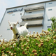 Illustration for article titled Amazon Japan Has Doubled Its Goats
